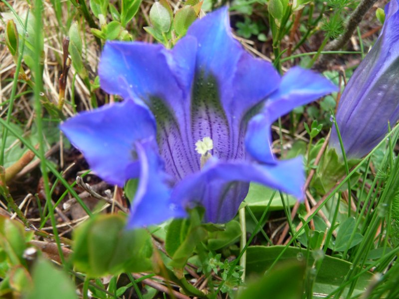 Gentiane de koch